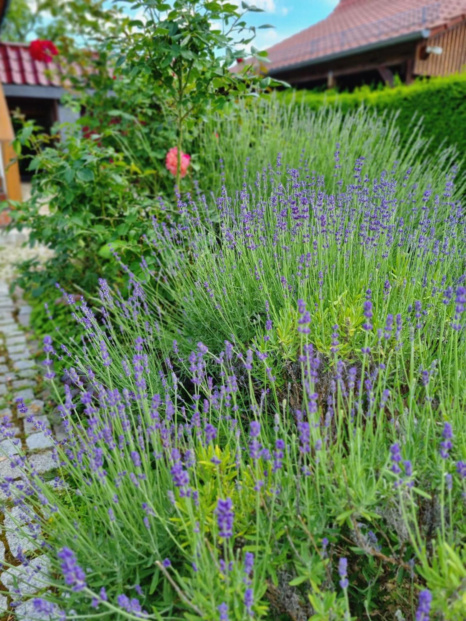 Ferien Oase Am Ber Apartment Schoenefeld Luaran gambar
